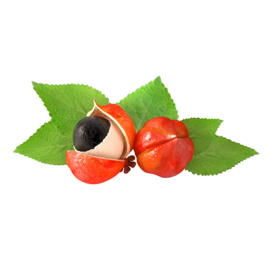 Guarana Seed